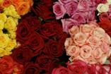 Half Red Half Colores Roses